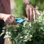 Close-up of hands pruning plants with shears in a sunny garden, showcasing gardening care.