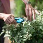 Close-up of hands pruning plants with shears in a sunny garden, showcasing gardening care.